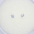 0.27ct Zircon White Pair