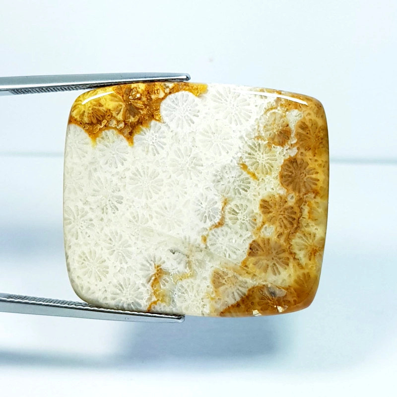 50.13ct Natural Fossil Coral - alternate view 2
