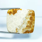 50.13ct Natural Fossil Coral - alternate view 2