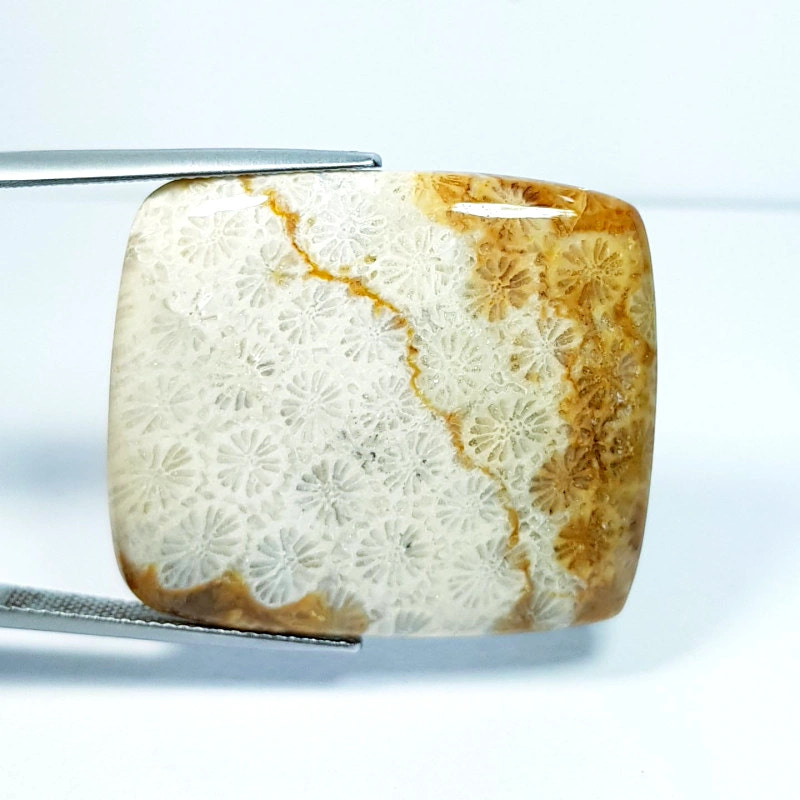 50.13ct Natural Fossil Coral