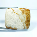 50.13ct Natural Fossil Coral