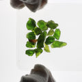 5ct Chrome Diopside Facet Rough Parcel